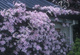Powojnik Clematis botaniczny Montana Rubens