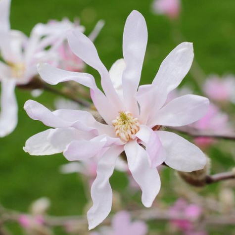 Magnolia Leonard Messel (C2)