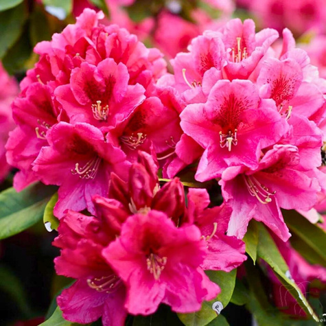 Rododendron Nova Zembla (C2)