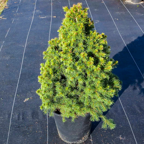 Świerk biały Rainbow's End (C2)