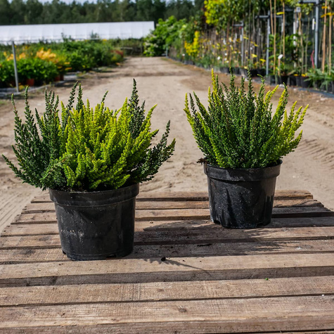 Zestaw 6 x Wrzos pospolity tricolor Trio Mix 3 kolorów sadzonki