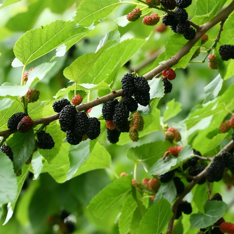 Morwa czarna w doniczce dla diabetyków soki przetwory