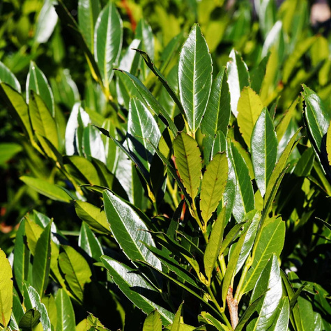 Laurowiśnia wschodnia Novita odporna na mróz (C2)