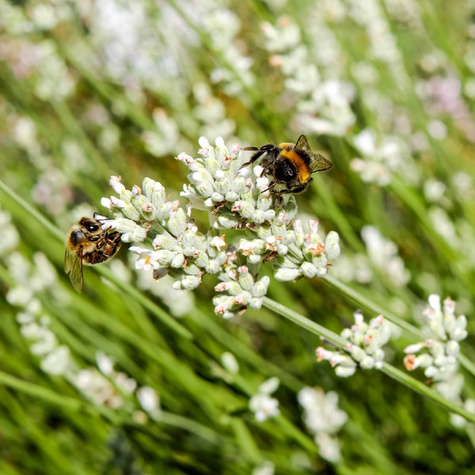 Lawenda wąskolistna White Summer (C2)