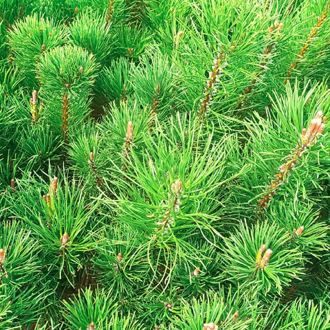 Sosna górska Mugo Mughus (C2)