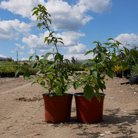 Pięknotka Bodiniera Profusion Koralikowy Krzew (C2)