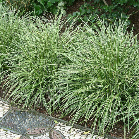 Turzyca japońska pstrolistna Variegata (C2)