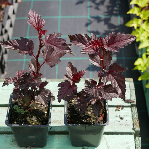 Pęcherznica kalinolistna Purple Horizon (P9)