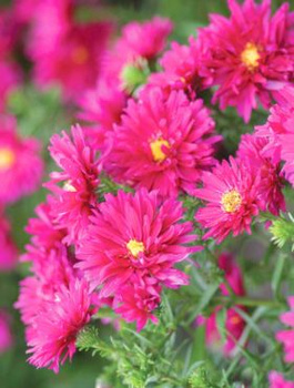 Aster nowobelgijski Winston Churchill bordowy (C2)