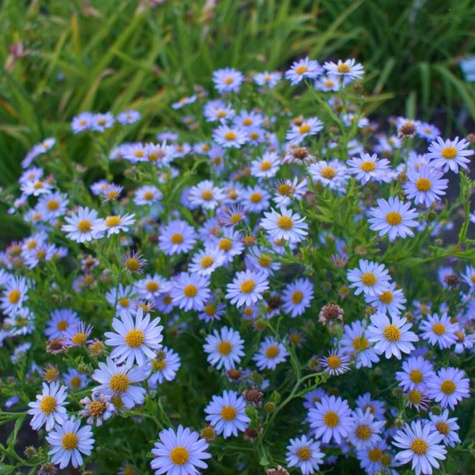 Aster wrzoslistny Blue Star fioletowy drobny (C2)