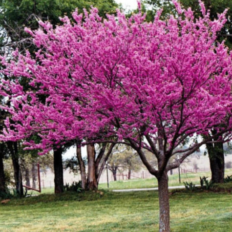 Jabłoń ozdobna rajska Ola obw. 6-8cm