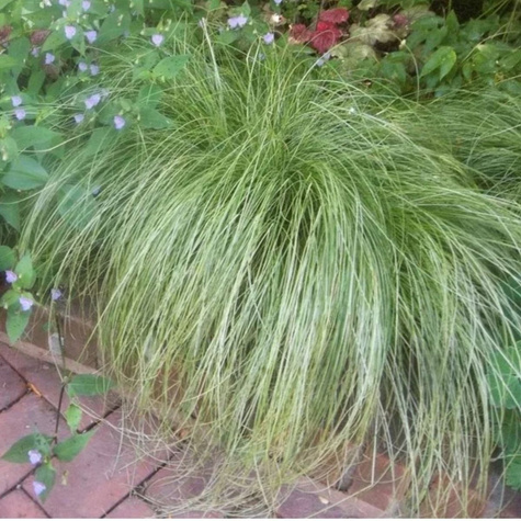 Turzyca włosowa Mint Curls (C2)