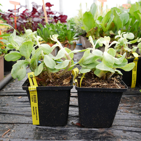 Rozchodnik okazały Brillant (C2)