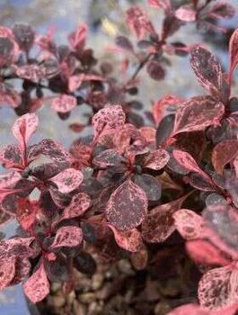 Berberys Thunberga Pink Bird (C2)