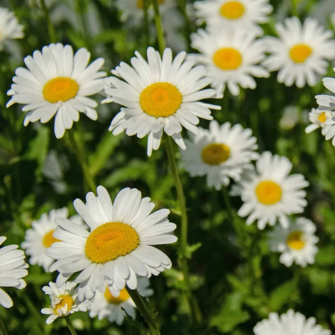 Złocień właściwy biały, Jastrun, Margarytka 0,5g Plantico