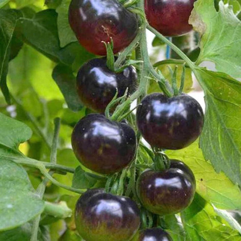 Pomidor gruntowy do pojemników Black Cherry 0,1g koktajlowy 
