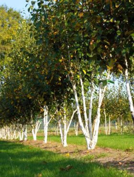 Brzoza pożyteczna Doorenbos(C2)