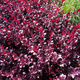 Berberys thunberga Deep Purple (C2)