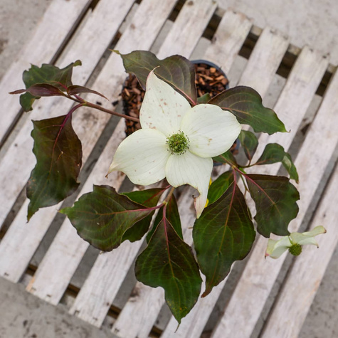 Dereń kousa Cappucino (C2)