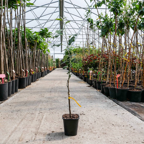 Jabłoń Ariwa w doniczce C2