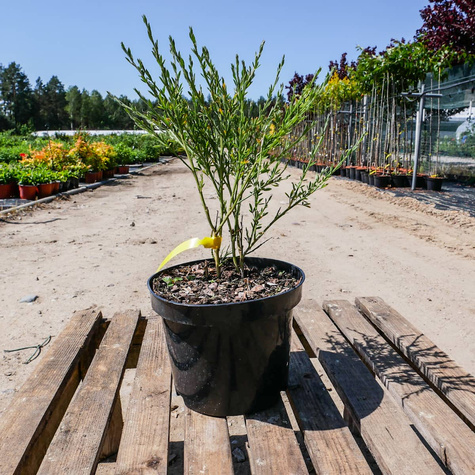 Szczodrzeniec Żarnowiec miotlasty Boskoop Ruby (P9)