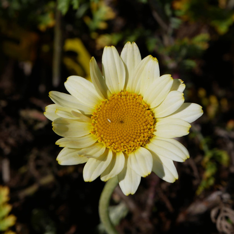 Rumian Susanna Mitchell (C2)