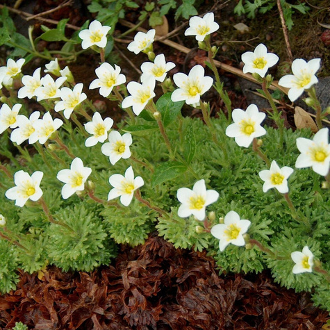 Skalnica Solution White Star (C2)