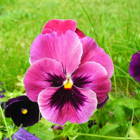 Bratek szwajcarski różowy z plamą 0,4g