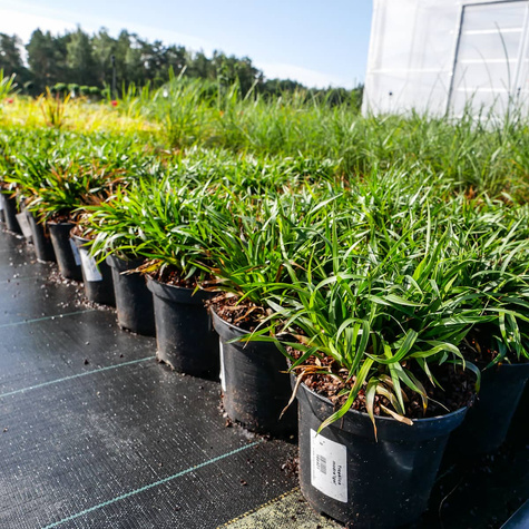 Trzęślica modra Igel