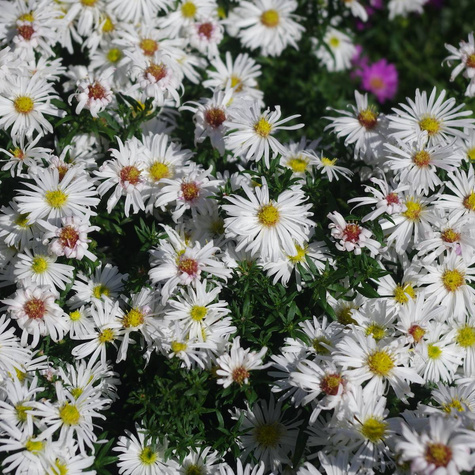 Aster krzaczasty Kristina biały (P9)