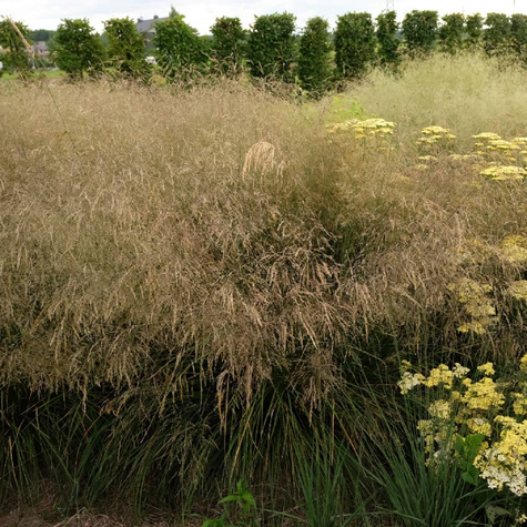 Śmiałek Darniowy Pixie Fountain (C2)