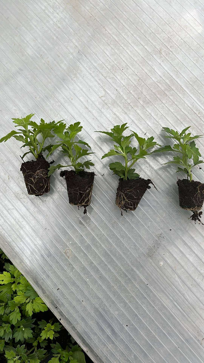 Chryzantema Ciotat MULTIPLAT