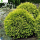Thuja Tuja Żywotnik zachodni Golden Globe (C2)