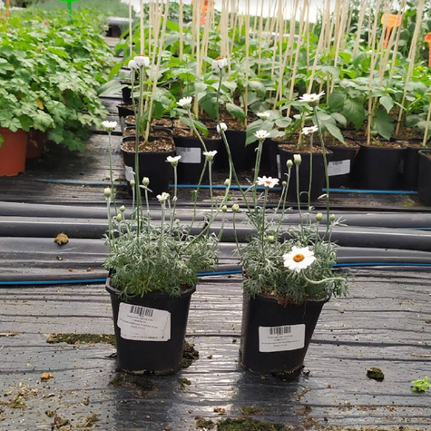 Stokrotka marokańska Casablanca (C2)