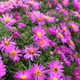 Aster krzaczasty Wood's Pink fioletowy (P9)