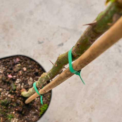 Róża szczepiona na pniu dwubarwna biało-różowa