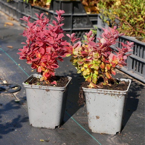 Berberys thunberga Red Hot Chili (P9)