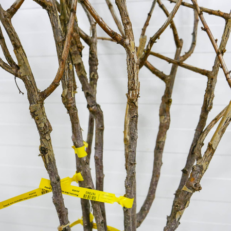 Porzeczkoagrest Josta na pniu Plant Pack