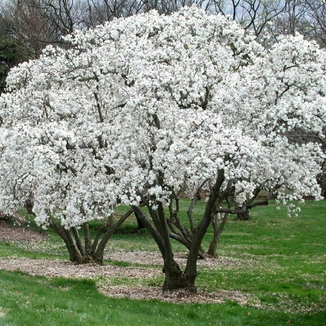 Magnolia japońska (P9)