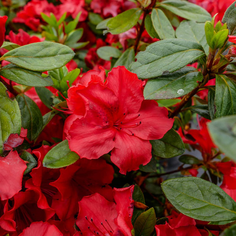 Azalia japońska Ageeth