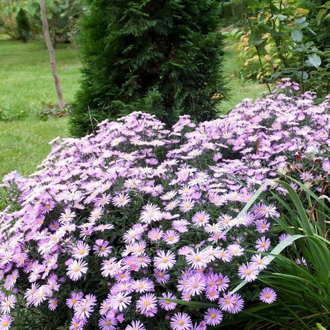 Aster krzaczasty Marjorie fioletowy (C2)