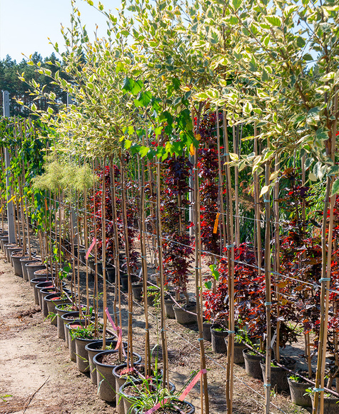 Brzoza nadrzeczna czarna Shilon Splash szczepiona na pniu (Pa 120/140, obw. 2/4cm,  H-160/220)