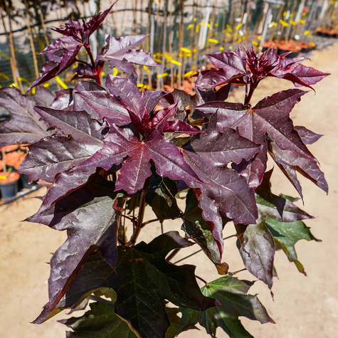 Klon szczepiony na pniu Purple Globe (Pa 130)