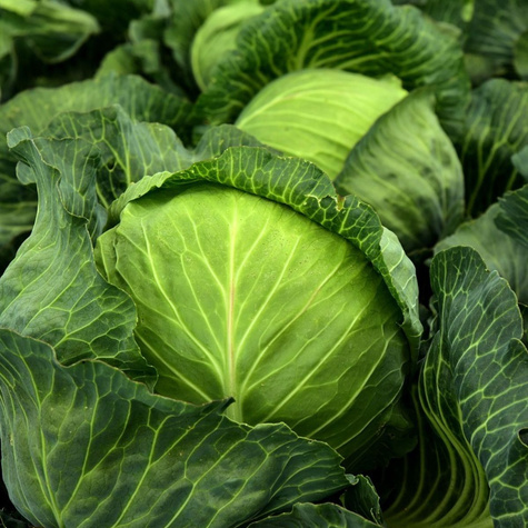 Kapusta głowiasta biała Sir F1 wczesna 35ziaren