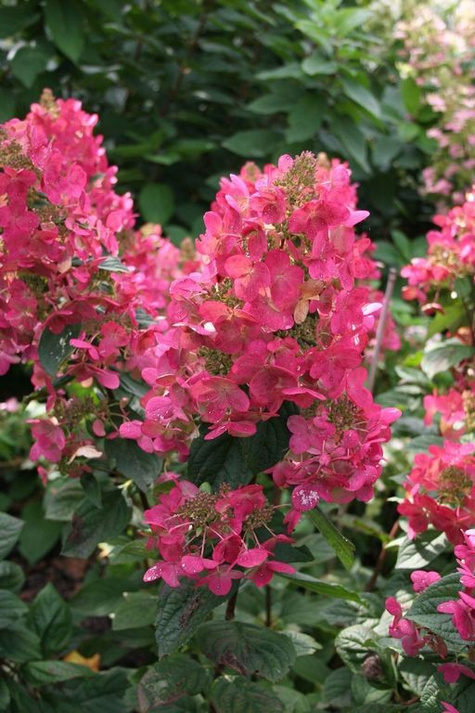 Hortensja bukietowa Magical Flame (C2)