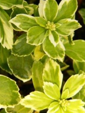 Runianka japońska Silver Edge