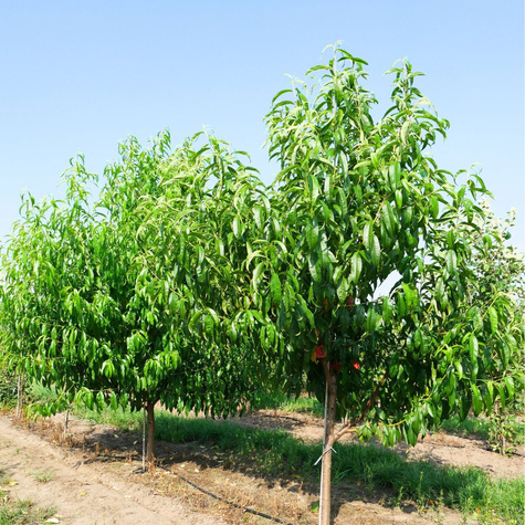 Brzoskwinia Favorita Morettini Plant Pack