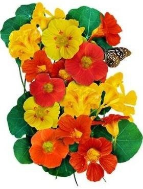 Nasturcja wysoka/pnąca mix 3g Spójnia