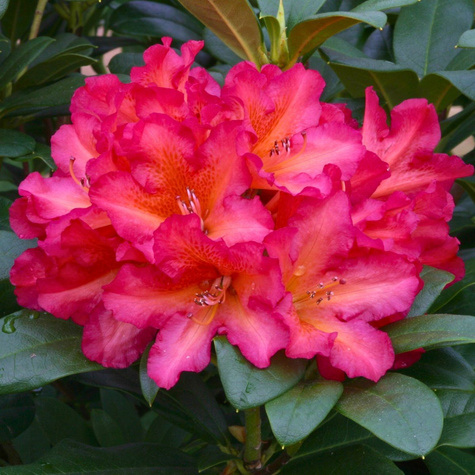 Różanecznik wielkokwiatowy Scyphocalix (C2)