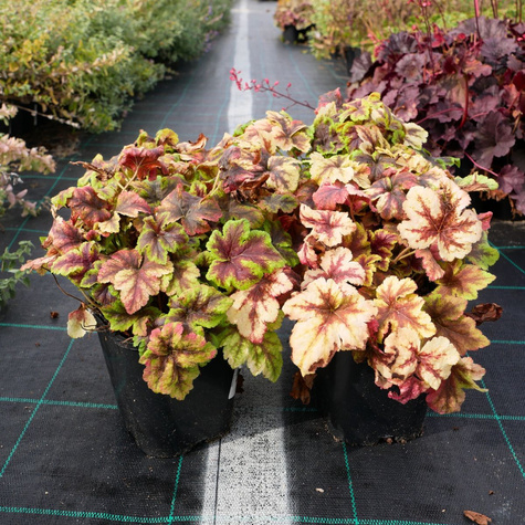 Żuraweczka Gold Zebra